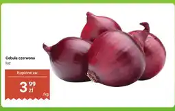 Dino Cebula czerwona oferta