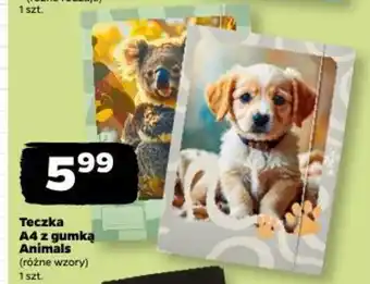 Teczka A4 z gumką Animals