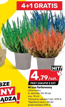 Bricomarche Wrzos farbowany oferta