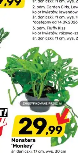 Bricomarche M,onstera oferta