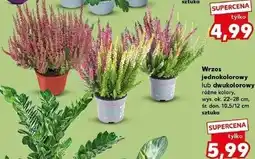 Kaufland Wrzos jednokolorowy lub dwukolorowy oferta