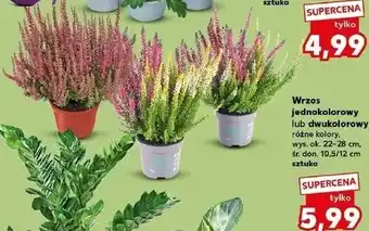 Wrzos jednokolorowy lub dwukolorowy