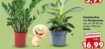 Zamiokulkas lub Filodendron