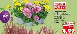 Kaufland Chryzantema średniokwiatowa oferta