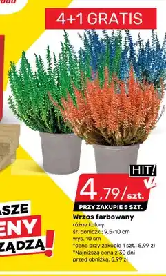 Bricomarche Wrzos farbowany oferta