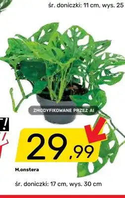 Bricomarche Monstera oferta