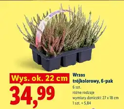 Lidl Wrzos trójkolorowy 6-pak wys. ok. 22 cm oferta