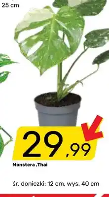 Bricomarche Monstera Thai oferta