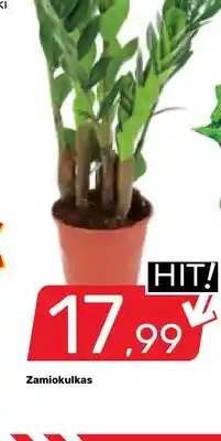 Bricomarche Zamiokulkas oferta