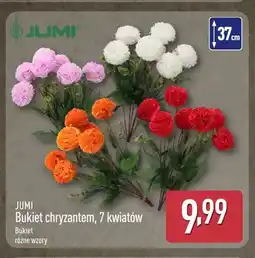 ALDI Bukiet chryzantem 7 kwiatów Jumi oferta