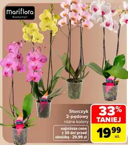 Carrefour Storczyk Mariflora oferta