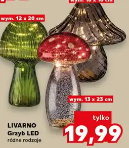 Kaufland LIVARNO Grzyb LED oferta
