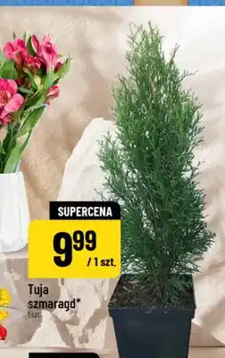 Polomarket Tuja szmaragd oferta