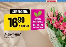 Polomarket Astromeria bukiet 7 szt oferta