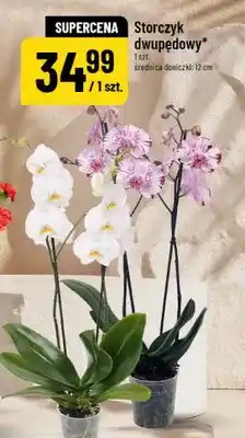 Polomarket Storczyk dwupędowy oferta