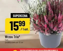Polomarket Wrzos Trio oferta