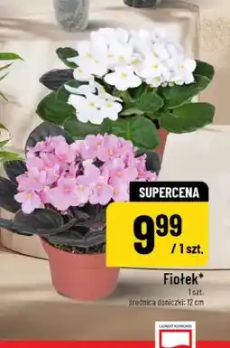 Polomarket Fiołek oferta