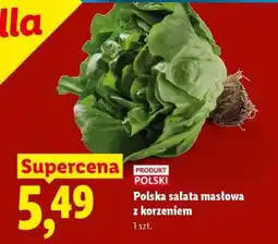 Lidl Polska sałata masłowa z korzeniem oferta