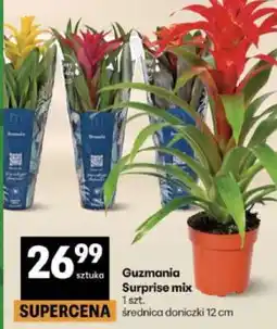 Delikatesy Centrum Guzmania Surprise mix oferta