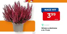 Mrówka Wrzos w doniczce o śr. 11 cm Cyganek oferta