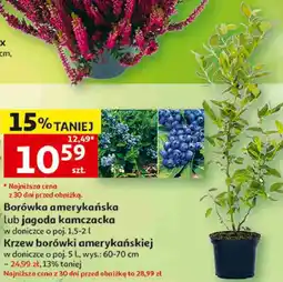 Auchan Borówka amerykańska lub jagoda kamczacka oferta