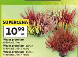 Auchan Wrzos premium oferta