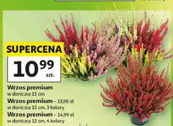 Auchan Wrzos premium oferta