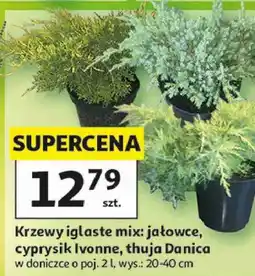 Auchan Krzewy iglaste mix oferta