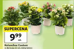 Auchan Kalanchoe Couture w doniczce 12 cm oferta