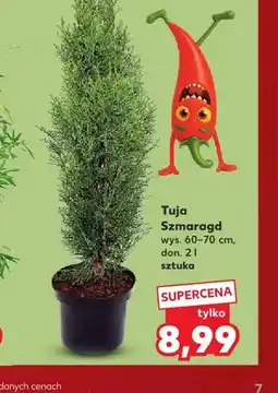 Kaufland Tuja Szmaragd oferta