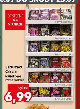 Kaufland Cebule kwiatowe Legutko oferta