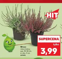 Kaufland Wrzos oferta