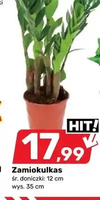 Bricomarche Zamiokulkas śr. doniczki 12 cm wys. 35 oferta