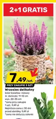 Bricomarche Wrzosiec delikatny różowy oferta