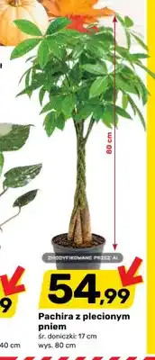 Bricomarche Pachira z plecionym pniem śr. doniczki 17 cm wys. 80 oferta