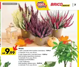 Bricomarche Wrzos odm. Lavendel lawendowy wys. 25 cm oferta