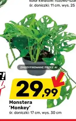 Bricomarche Monstera Monkey śr. doniczki 17 cm wys. 30 oferta