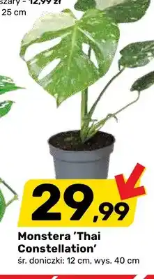 Bricomarche Monstera 'Thai Constellation' śr. doniczki 12 cm wys. 40 oferta