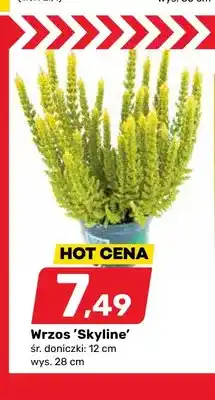 Bricomarche Wrzos 'Skyline' śr. doniczki 12 cm wys. 28 oferta