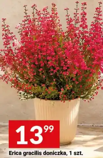 Twój Market Erica gracilis doniczka oferta