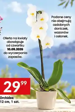 Twój Market Orchidea oferta