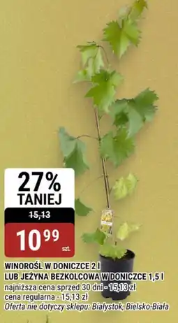 bi1 Winorośl w doniczce oferta