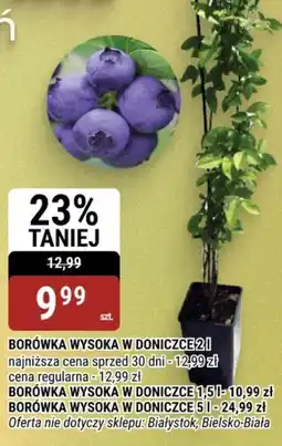 bi1 Borówka wysoka w doniczce oferta