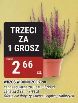 bi1 Wrzos w doniczce oferta