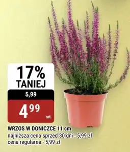 bi1 Wrzos w doniczce oferta