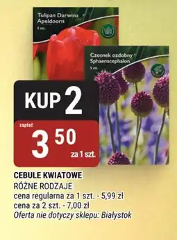 bi1 Cebule kwiatowe oferta