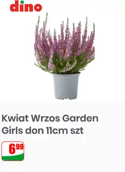 Dino Kwiat Wrzos Garden Girls don 11cm szt oferta