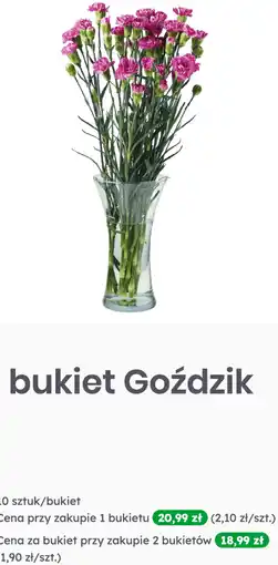 Dino Kwiat bukiet Goździk 10szt oferta