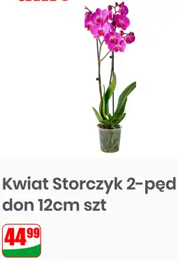 Dino Kwiat Storczyk 2-pęd don 12cm oferta