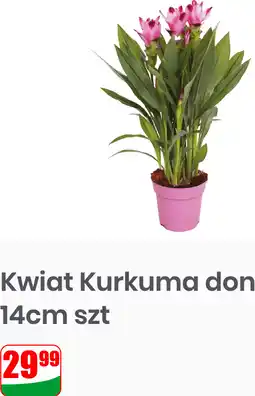 Dino Kwiat Kurkuma don 14cm oferta